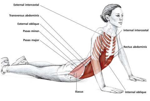 should you stretch a pulled muscle